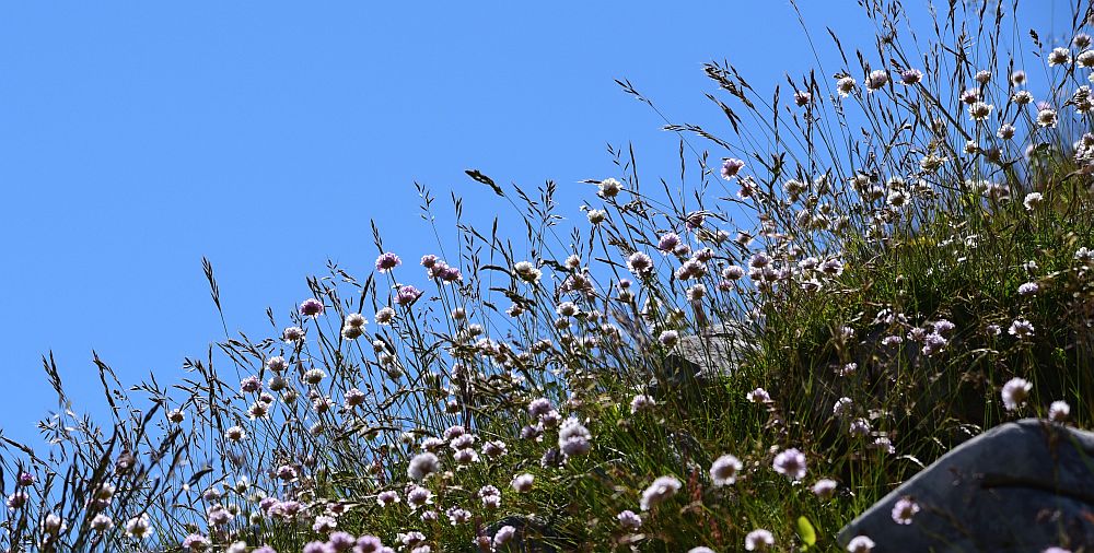 Fioritute delle rupi e delle praterie d''alta quota